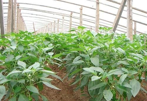 辣椒地膜覆盖有哪些栽培技术要领？怎样做好定植后的田间管理？