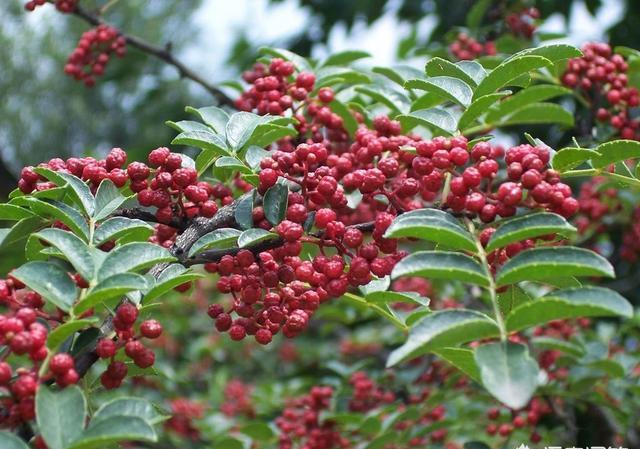 花椒树采用打洞施肥效果咋样？