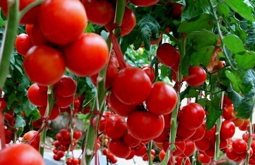 番茄采收后，在寒冷冬季，要如何储藏才能新鲜饱满？