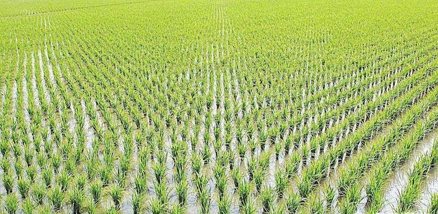 水稻白叶枯病要多重视，暴发起来难控制易减产，如何有效防治？