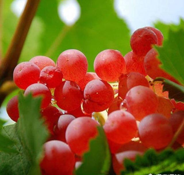 红宝石与罗马红宝石葡萄是一个品种吗？两种有何异同？