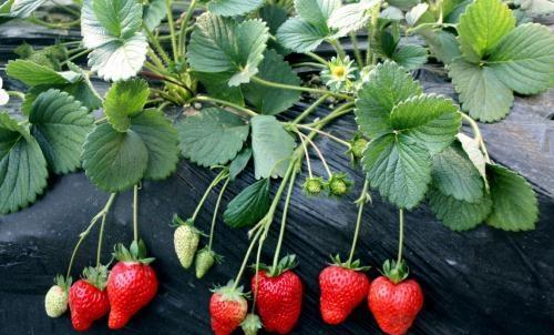 大棚里的草莓定植后，该如何摘叶？需要注意哪些事项？
