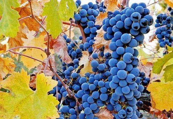 葡萄品种赤霞珠、梅洛和色拉子的区别是什么？