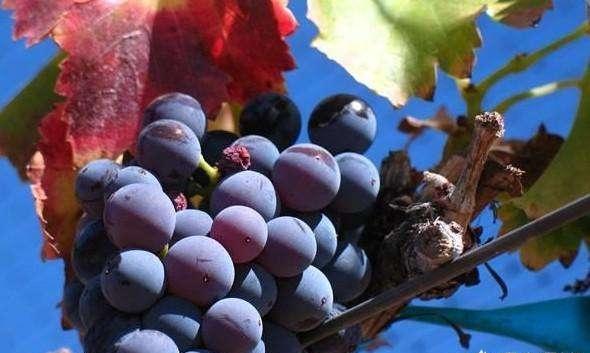 葡萄品种赤霞珠、梅洛和色拉子的区别是什么？