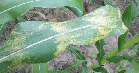 玉米发生褐斑病与顶腐病究竟怎么回事？