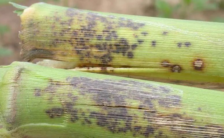 玉米发生褐斑病与顶腐病究竟怎么回事？