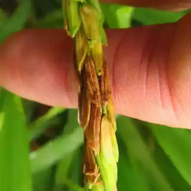 常见水稻病害识别与防治全解