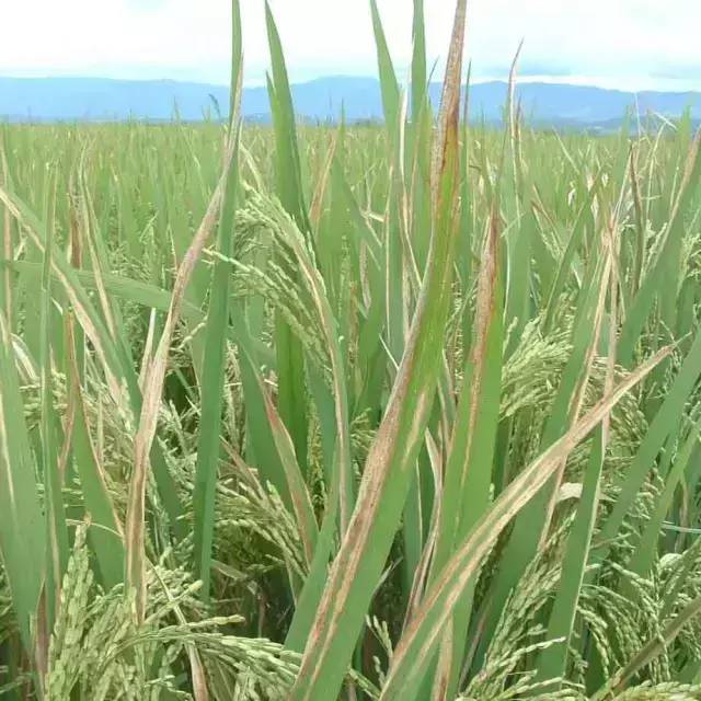 常见水稻病害识别与防治全解