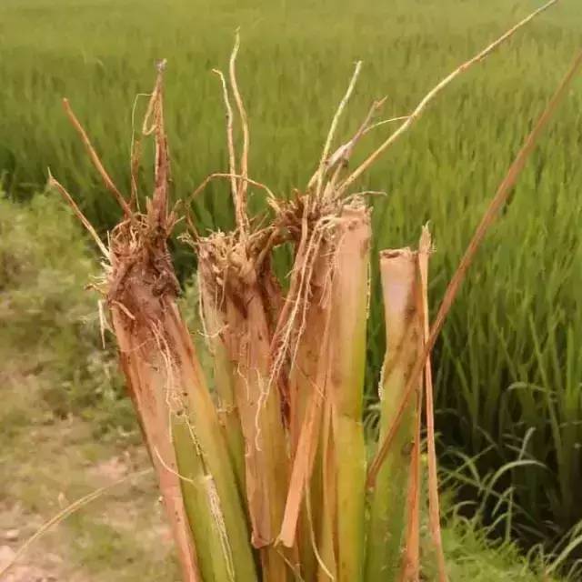 常见水稻病害识别与防治全解