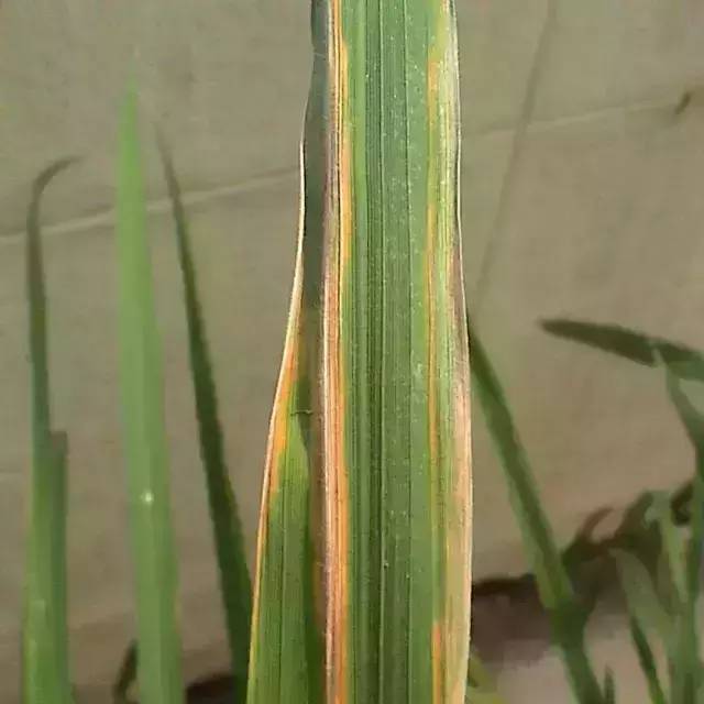 常见水稻病害识别与防治全解
