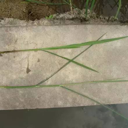常见水稻病害识别与防治全解