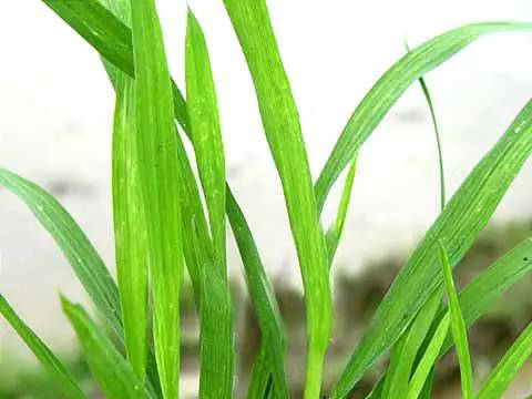 常见水稻病害识别与防治全解