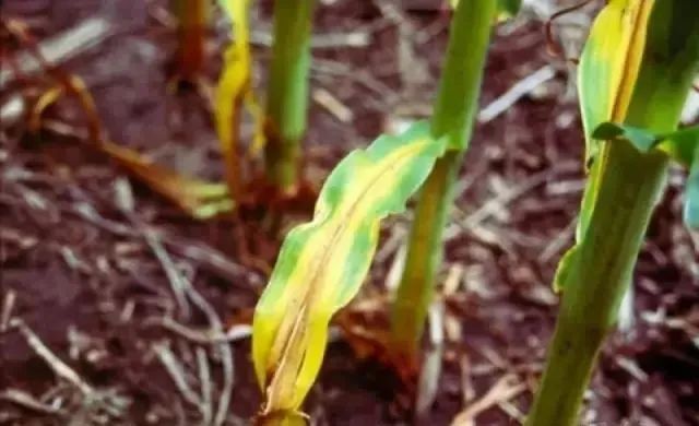 玉米种植常见的病害图片和处理方法