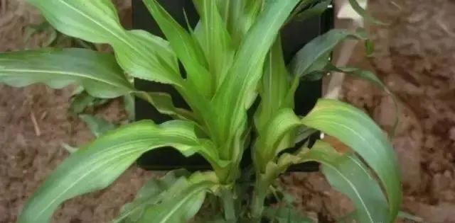 玉米种植常见的病害图片和处理方法