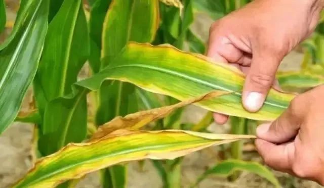 玉米种植常见的病害图片和处理方法