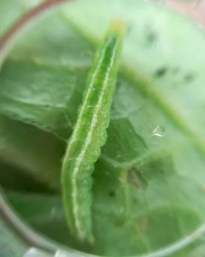 夏天黄瓜种植技术与预防病害的药物
