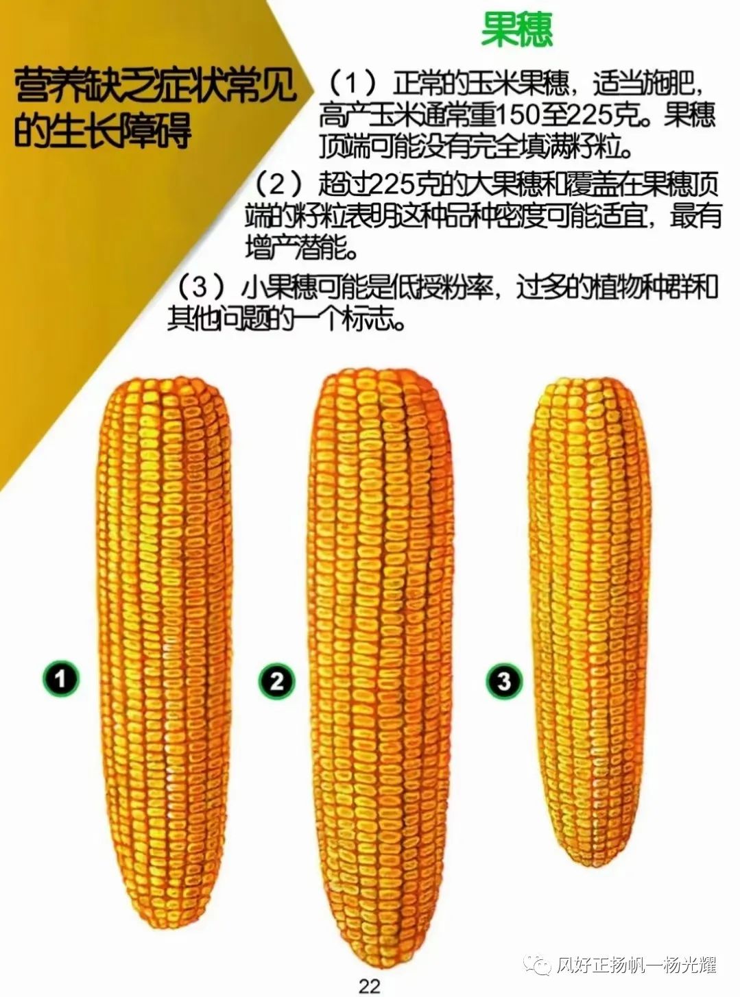 玉米须的功效与作用 - 匠子生活