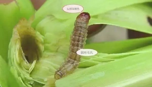青虫的危害和表现