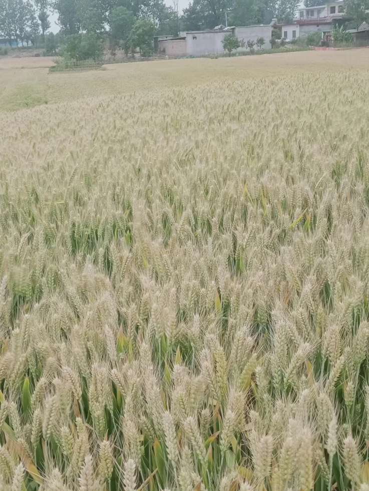 小麦最佳收割时间是什么时候？