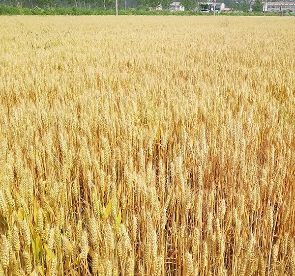 小麦最佳收割时间是什么时候？