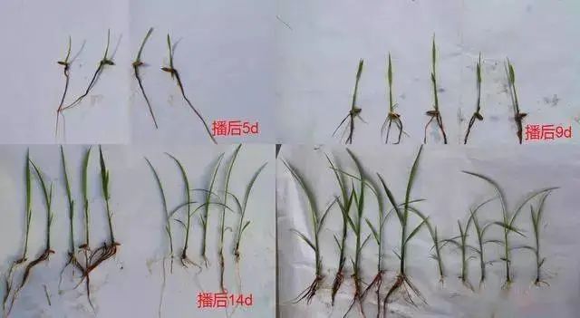 稻田除草什么时候打药水 稻田除草什么时间最好