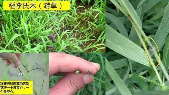 稻田除草什么时候打药水 稻田除草什么时间最好