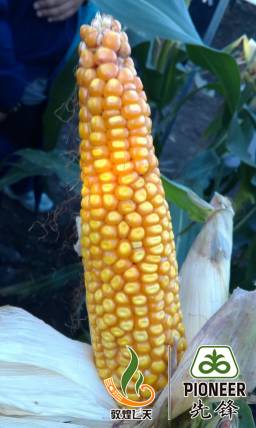 玉米畸形穗形成的原因和处理措施