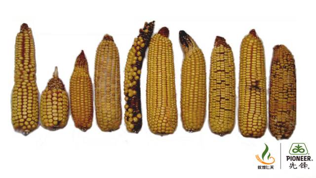 玉米畸形穗形成的原因和处理措施