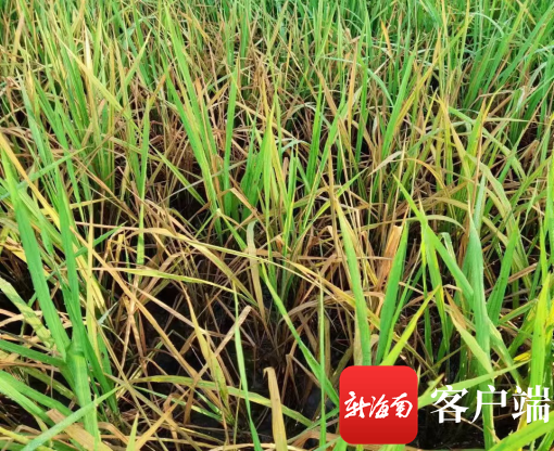 水稻高温、干旱、病虫害该如何应对？