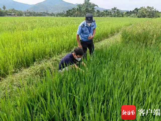 水稻高温、干旱、病虫害该如何应对？