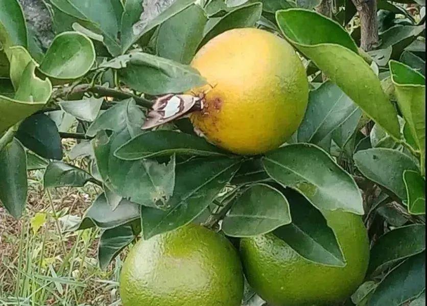 柑橘转色期吸果夜蛾的防治方法