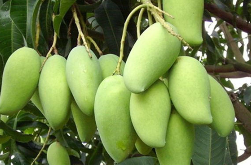 如何管理芒果能高产 芒果苗什么季节栽种