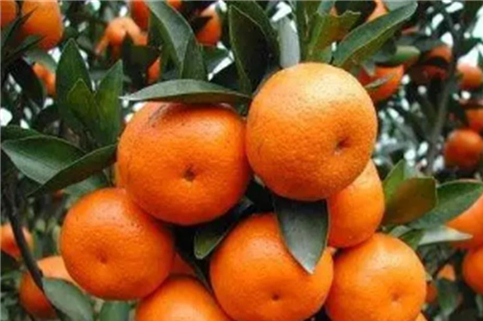 管理要点有哪些 11月柑橘果树如何种植管理