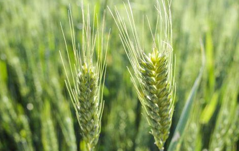 有哪些注意事项 冬小麦生长旺盛期怎么做能高产