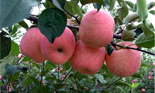 有哪些注意事项 六月苹果树如何栽培管理