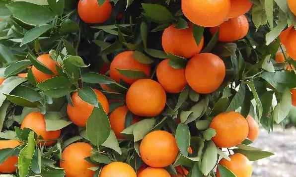 柑橘怎么用肥 秋季柑橘施肥技术