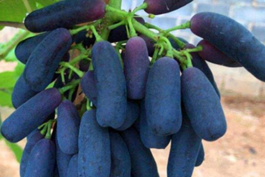 蓝宝石葡萄的优缺点是什么 千万不要种蓝宝石葡萄的原因