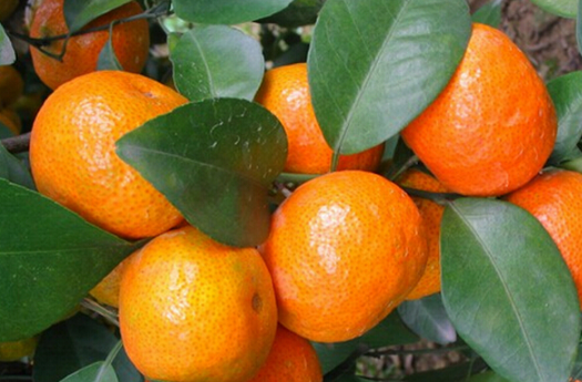 柑橘怎么防治冻害 柑橘霜冻灾害预防措施