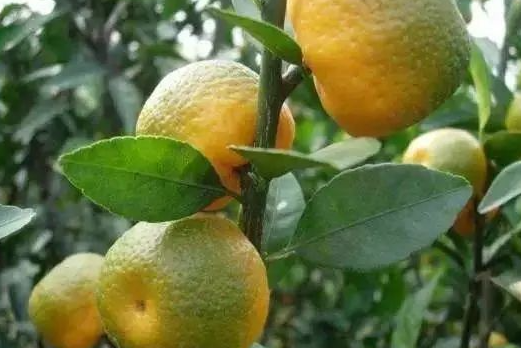 病虫害防治方法是什么 4月份柑橘花期如何管理