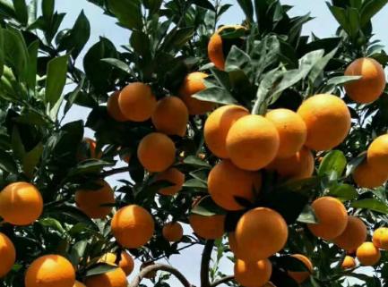 柑橘养殖方法介绍 柑桔冬季护叶技巧