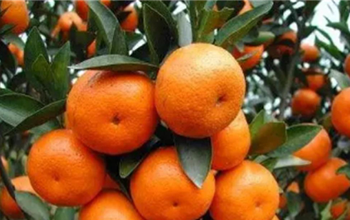 需要注意些什么 新栽柑橘幼苗怎么施肥