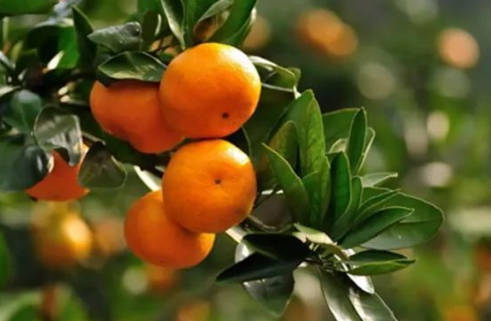 有哪些防治方法 柑橘上的蚜虫怎么防治