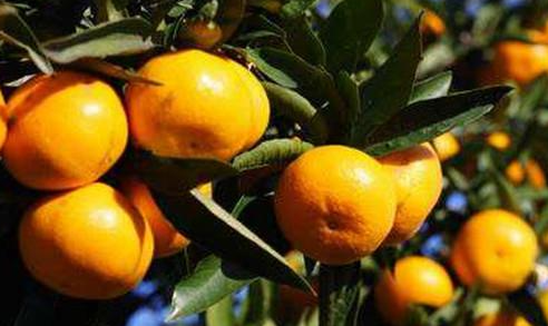 科学管理方法有哪些 柑橘种植应该注意什么