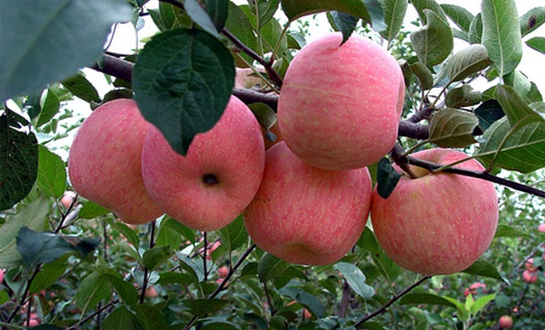 为什么福岗苹果那么贵 中国最贵的苹果品种是什么