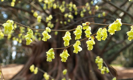 怎么养开花开的好 蜡瓣花是什么科