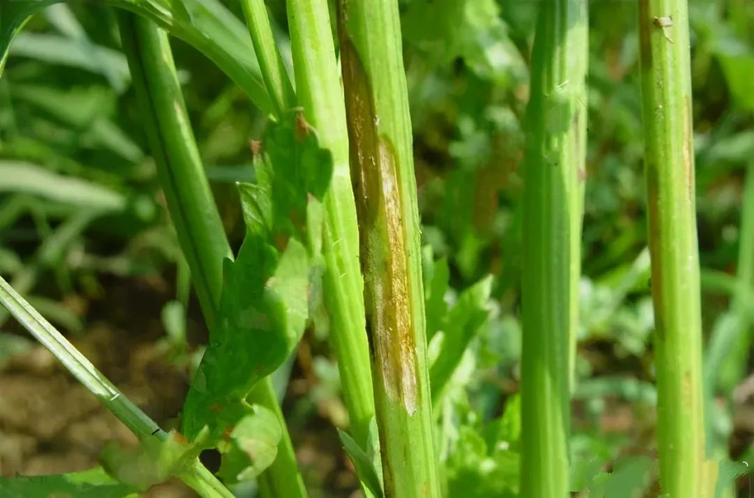 芹菜病虫害大全及防治方法（图）