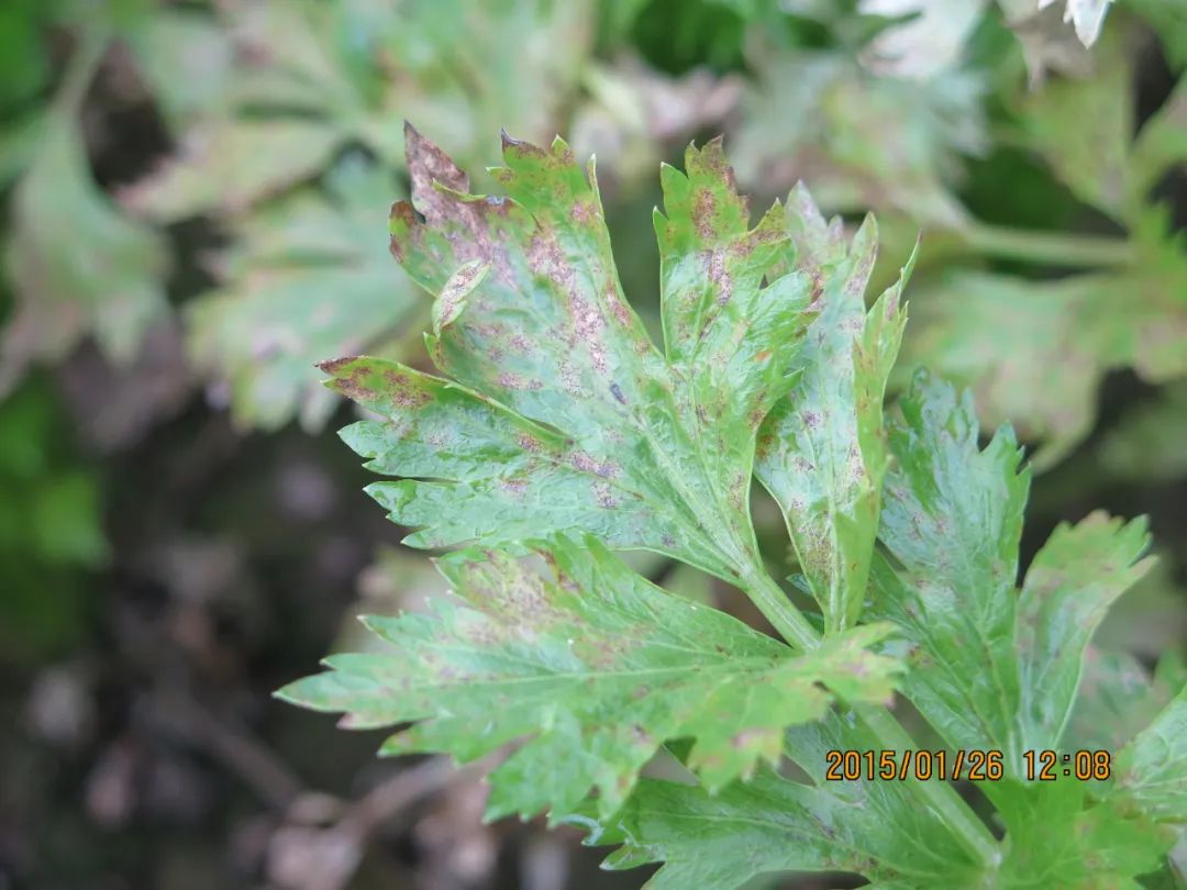 芹菜病虫害大全及防治方法（图）