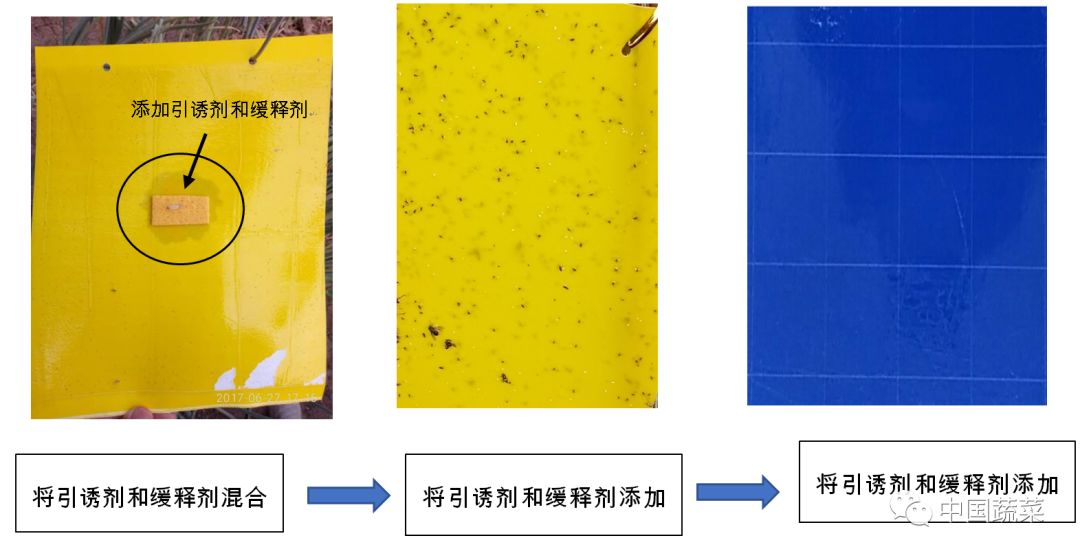 辣椒新叶皱缩畸形是怎么回事？辣椒有蓟马怎么办