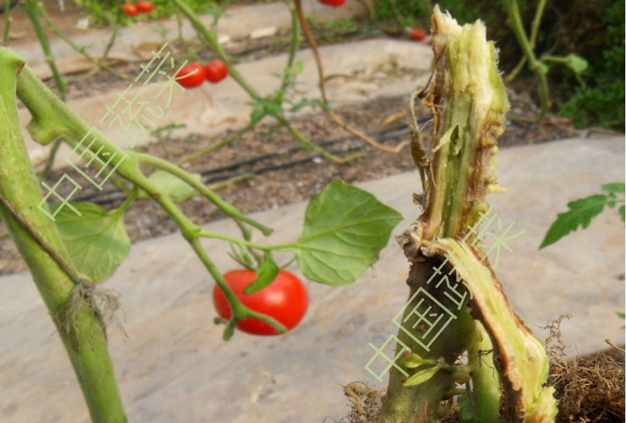 蔬菜农作物土传病害有哪些！蔬菜土传病防治方法