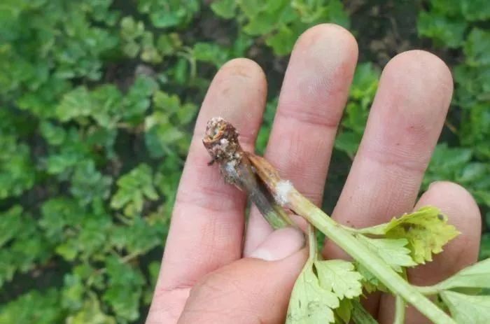 蔬菜农作物土传病害有哪些！蔬菜土传病防治方法